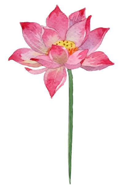 hoa sen